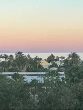 Palm Tree Near Body of Water during Sunset